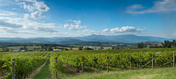 View overlooking Yarra Valley with winery vineyard in the foreground